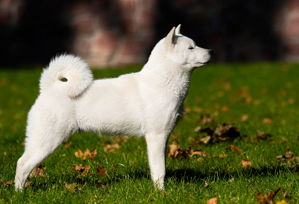 北海道犬