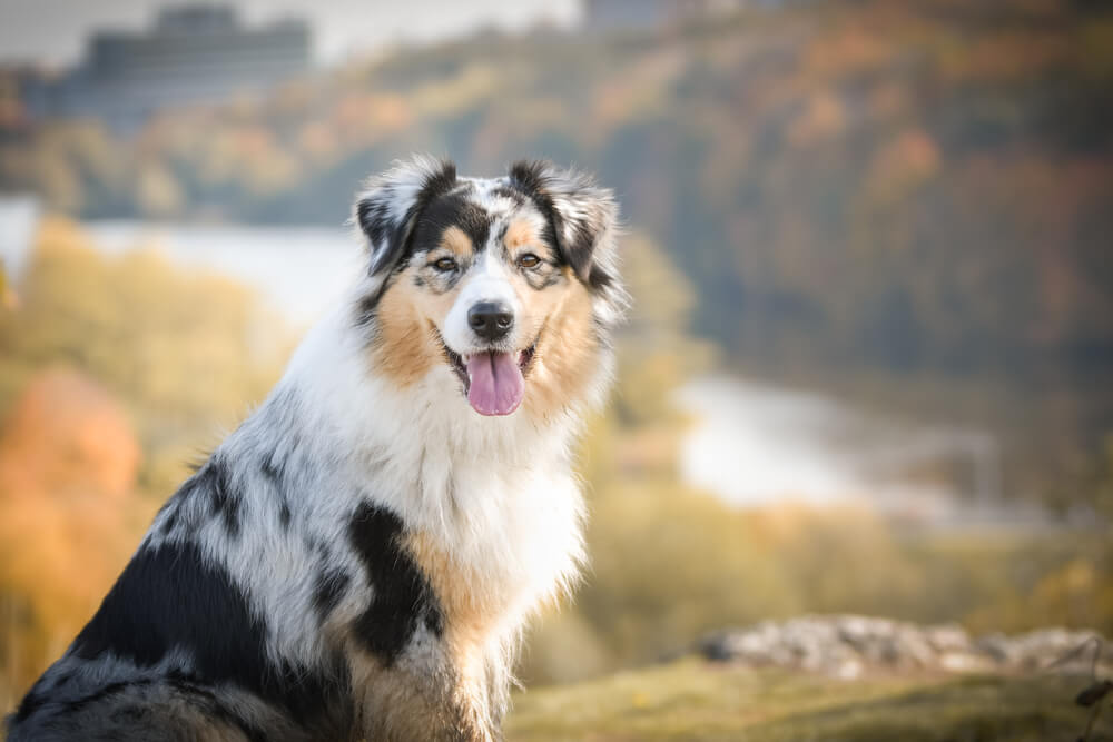 オーストラリアンシェパード　子犬