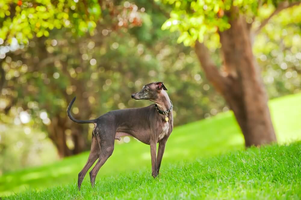 犬＿イタリアングレーハウンド