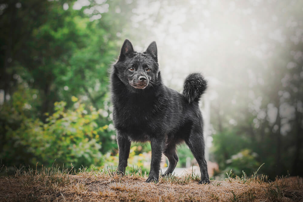 スキッパーキ＿成犬