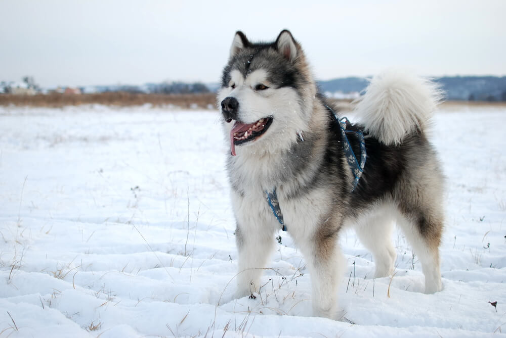 アラスカンマラミュート