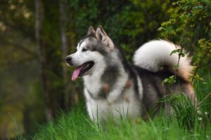 アラスカンマラミュート