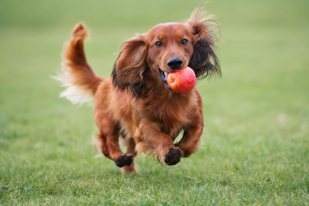 犬　素材