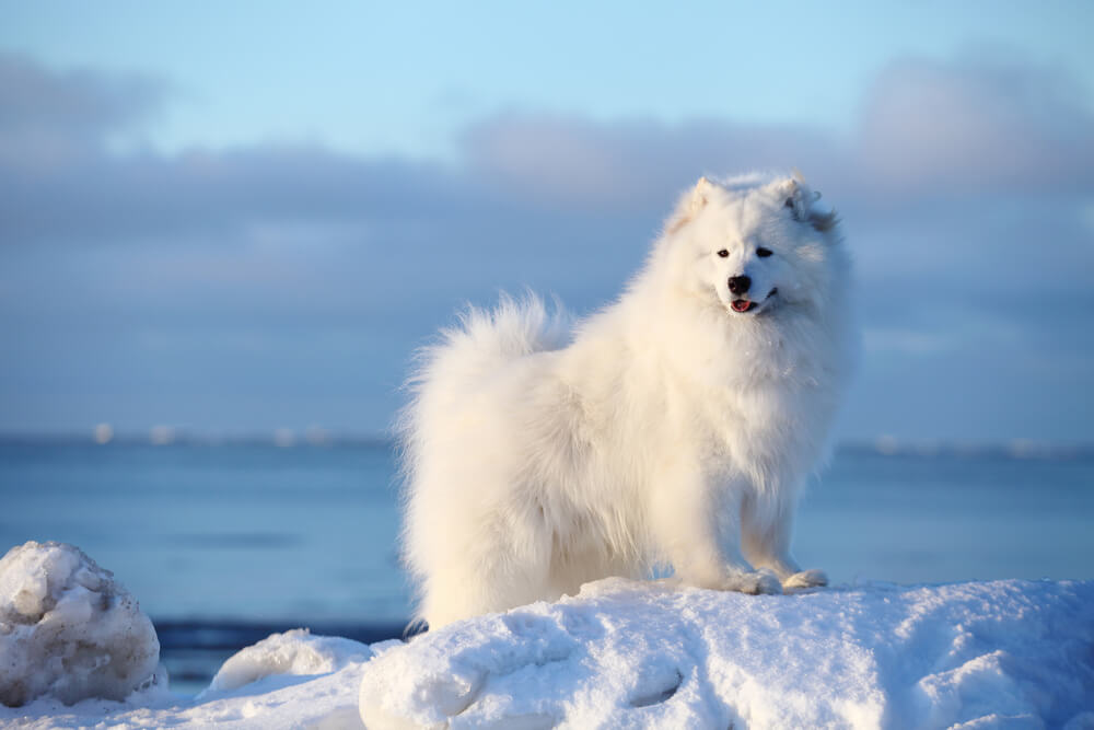 犬＿サモエド＿笑顔