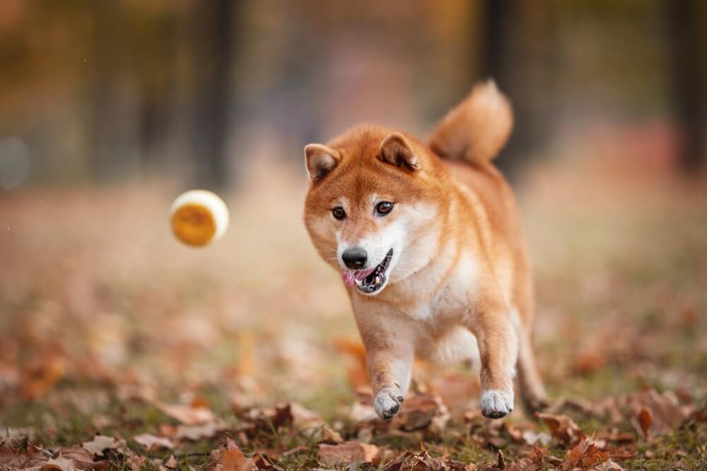 柴犬