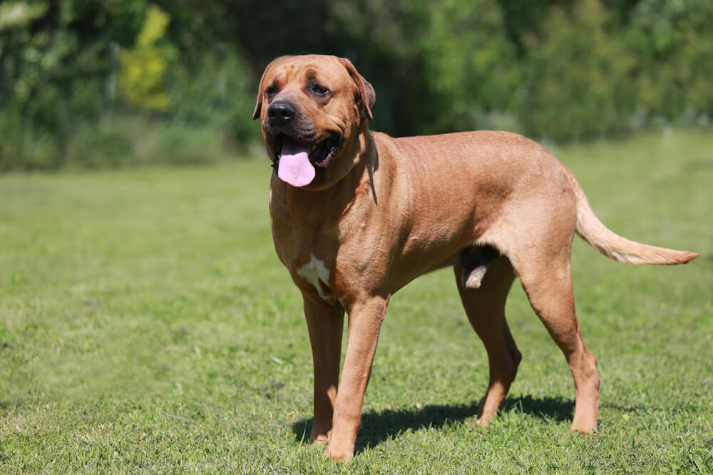 土佐闘犬