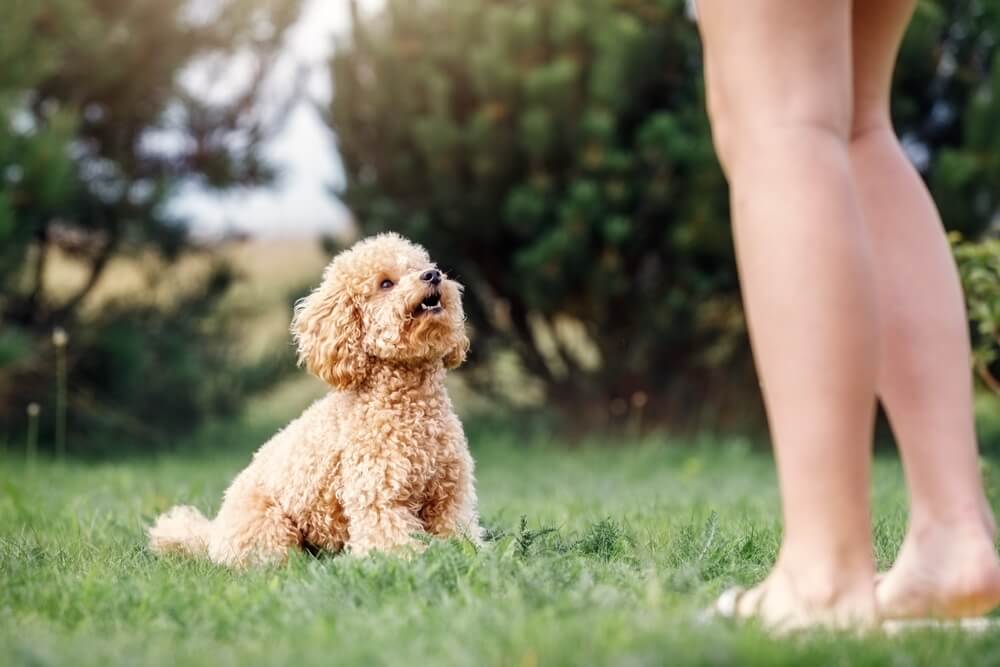 ミックス犬