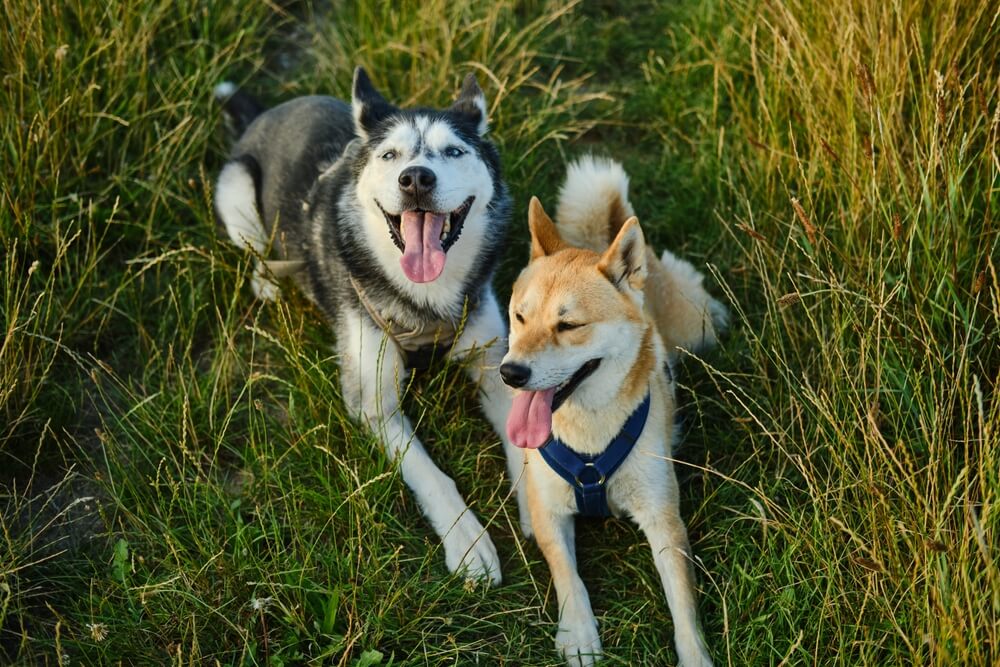 シベリアンハスキー　柴犬