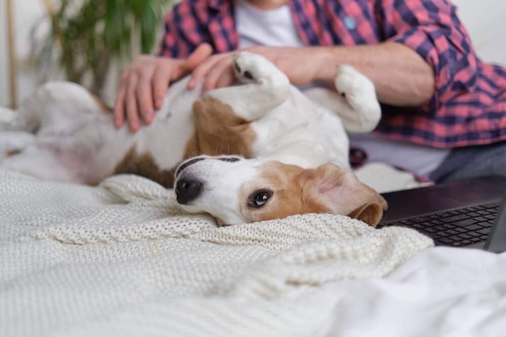 犬　お腹