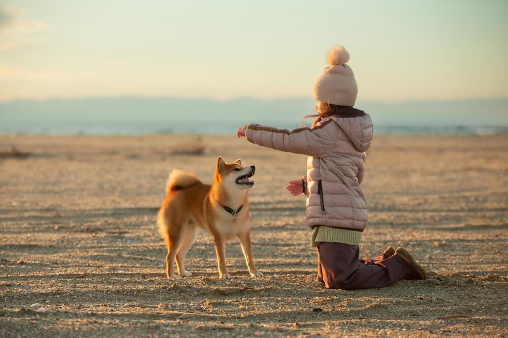 柴犬