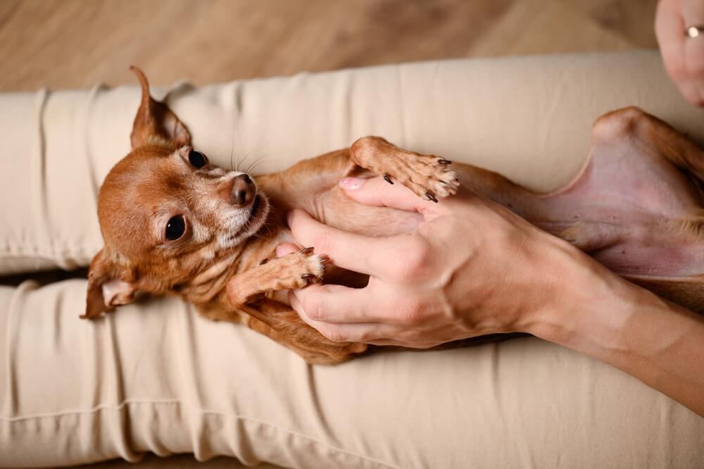 犬　お腹