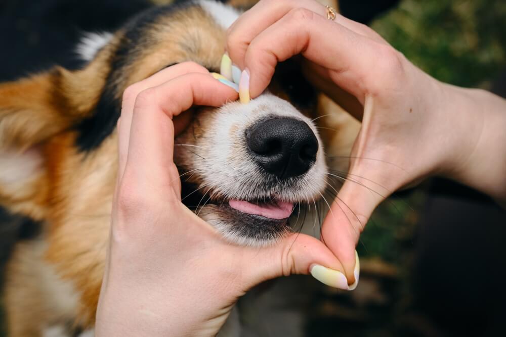 犬　鼻