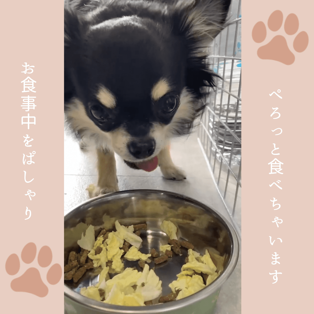 ナチュラルワン│口コミ17│ペットアンドコー