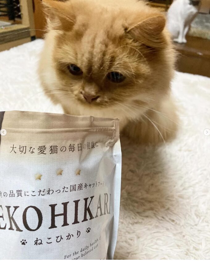 ねこひかり│口コミ6│ペットアンドコー