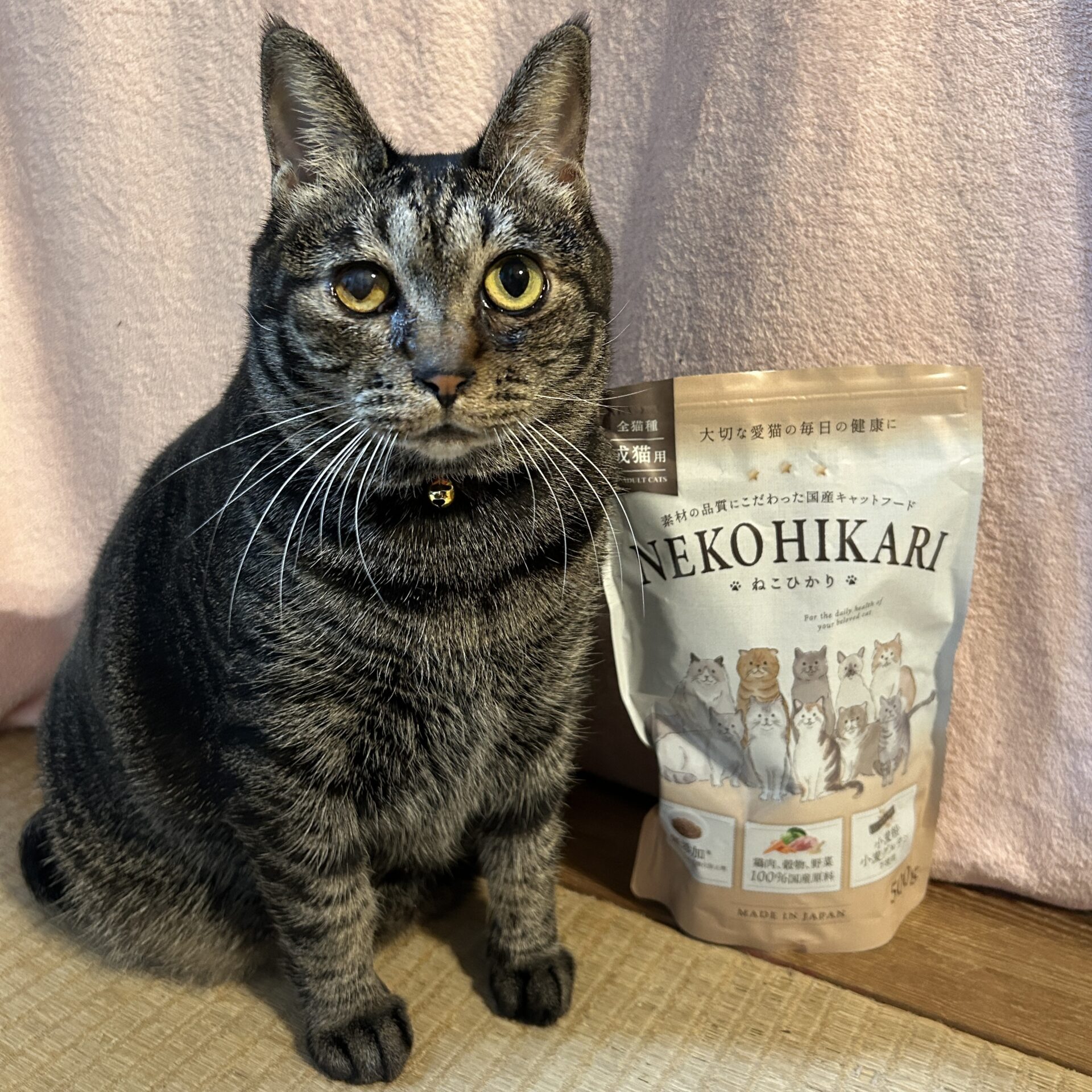 ねこひかり│口コミ4│ペットアンドコー