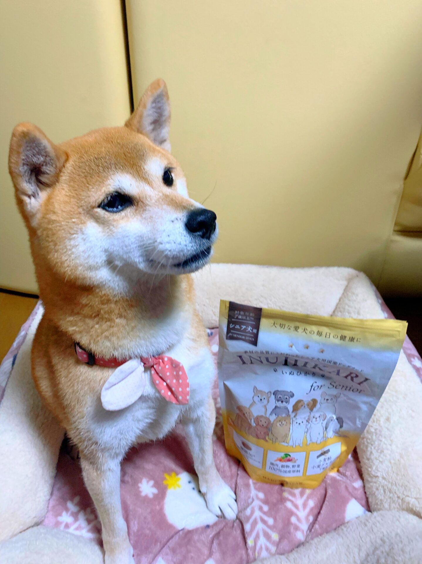 いぬひかりシニア│口コミ3│ペットアンドコー
