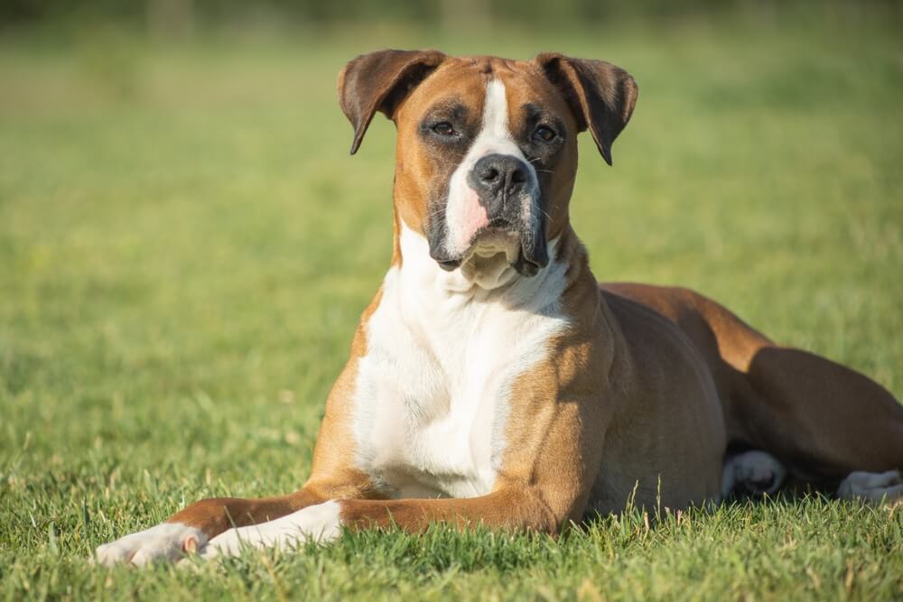 ボクサー犬の販売価格・餌代などお金まとめ | petandco株式会社