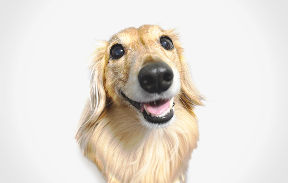 ミント